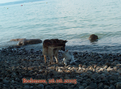 bodensee08