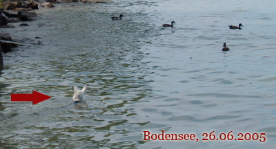 bodensee14