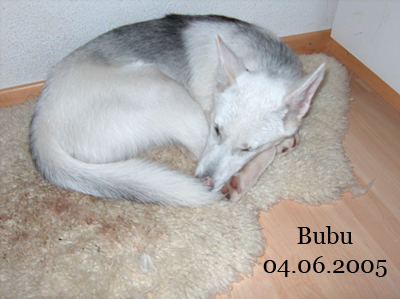 bubu12