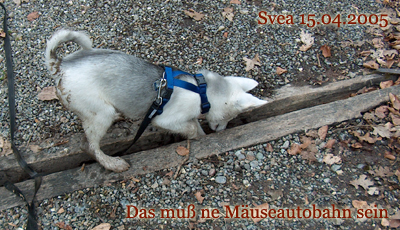 schmuddel08
