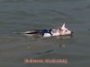 bodensee06