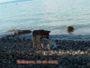 bodensee08