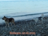 bodensee10