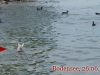 bodensee14