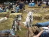 huskytreff09003